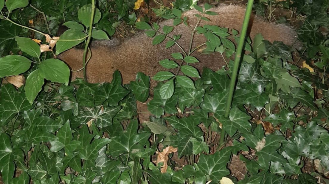 Wallaby huppelt nog steeds rond in Groningen