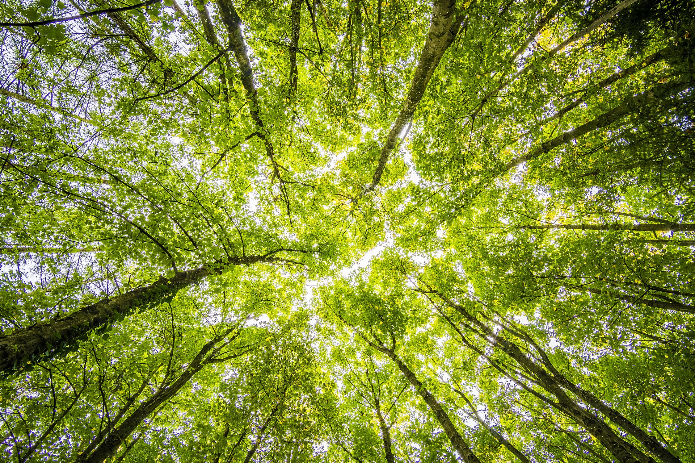 Binnen tien jaar 750 extra hectare groen in provincie Groningen