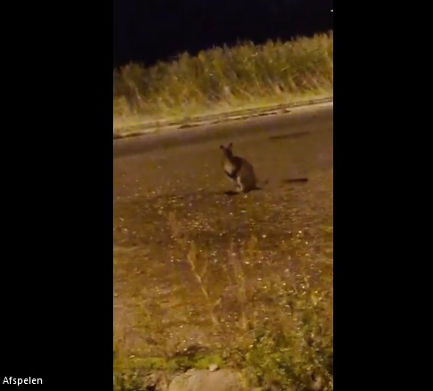 Kangoeroe gespot bij Ringweg: "Ik ben toch niet gek joh, moet je kijken wat hier staat dan!”
