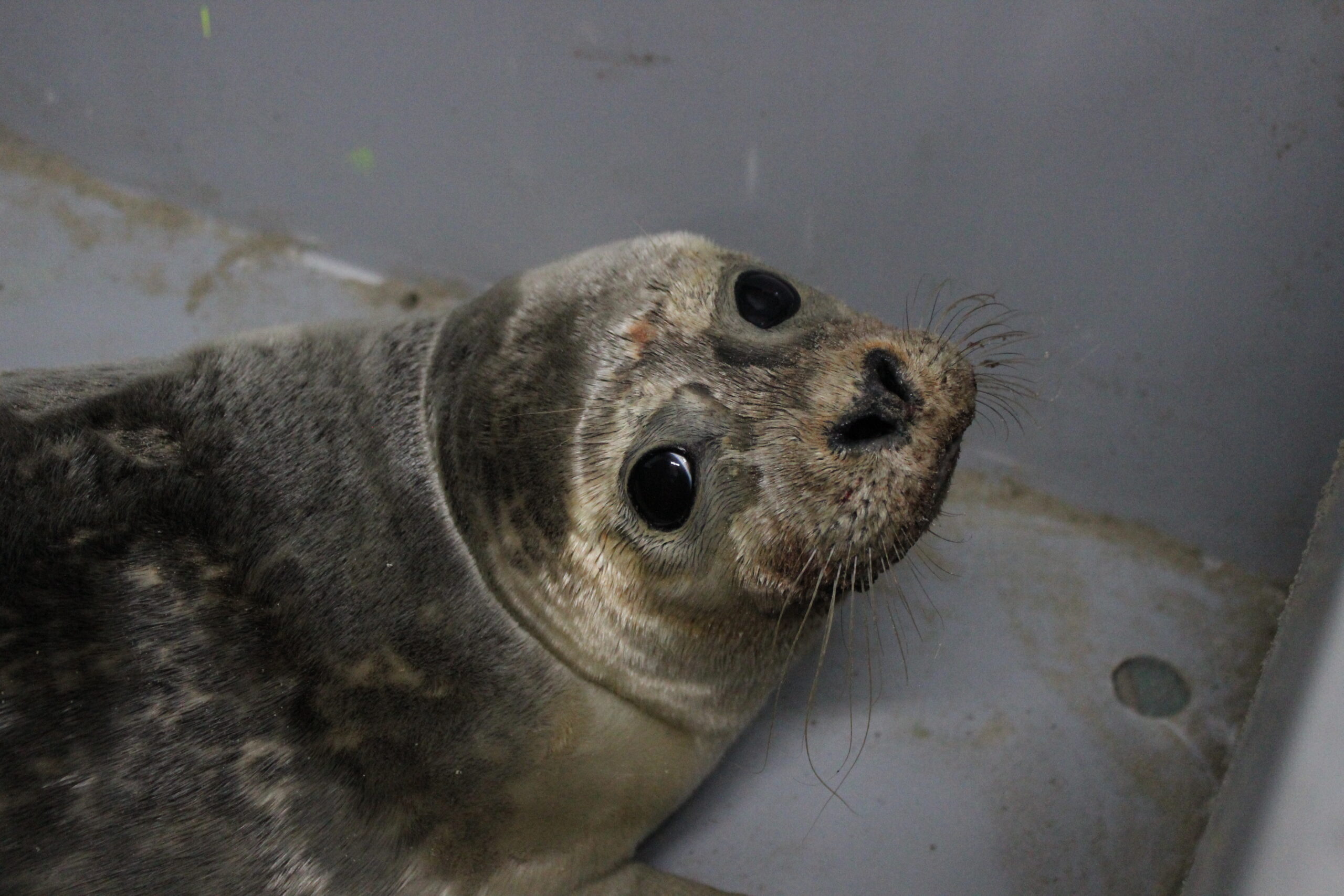 Zeehondencentrum vernoemt zeehond naar Amalia