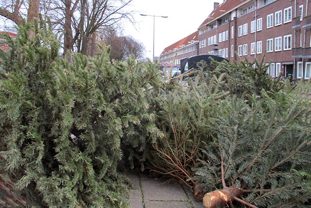 Oude kerstbomen: gemeente Groningen komt ze halen