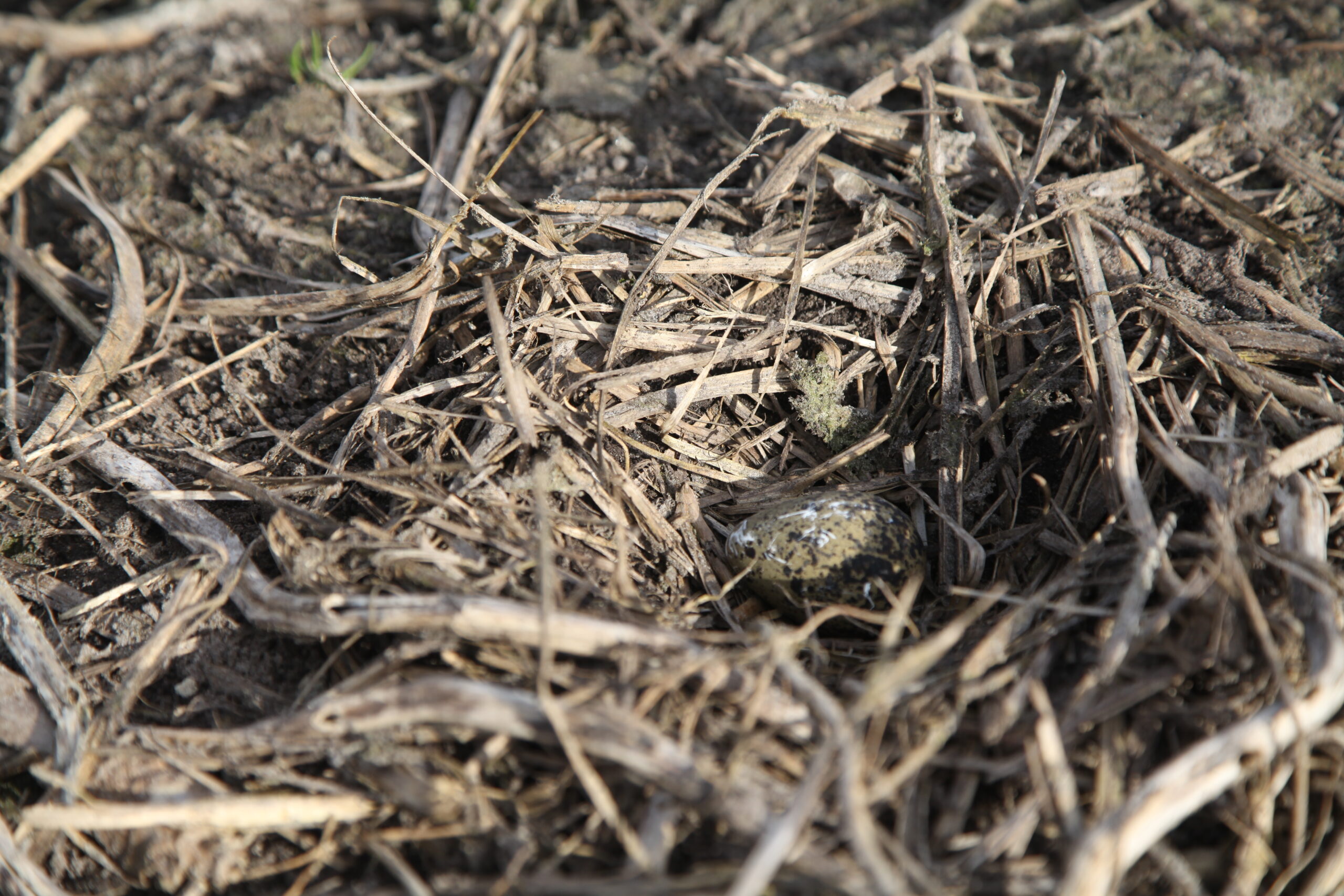 Nu is de lente echt begonnen: eerste kievitsei van de provincie Groningen gevonden
