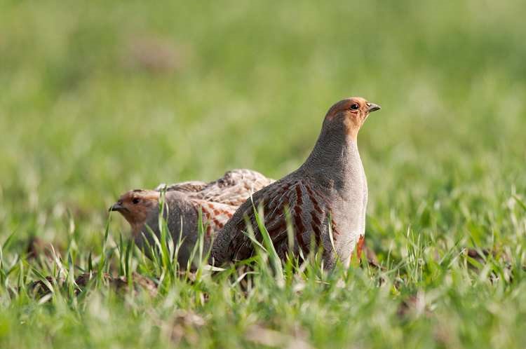 Grote samenwerking van boeren en natuurorganisaties voor behoud Groninger akkervogels