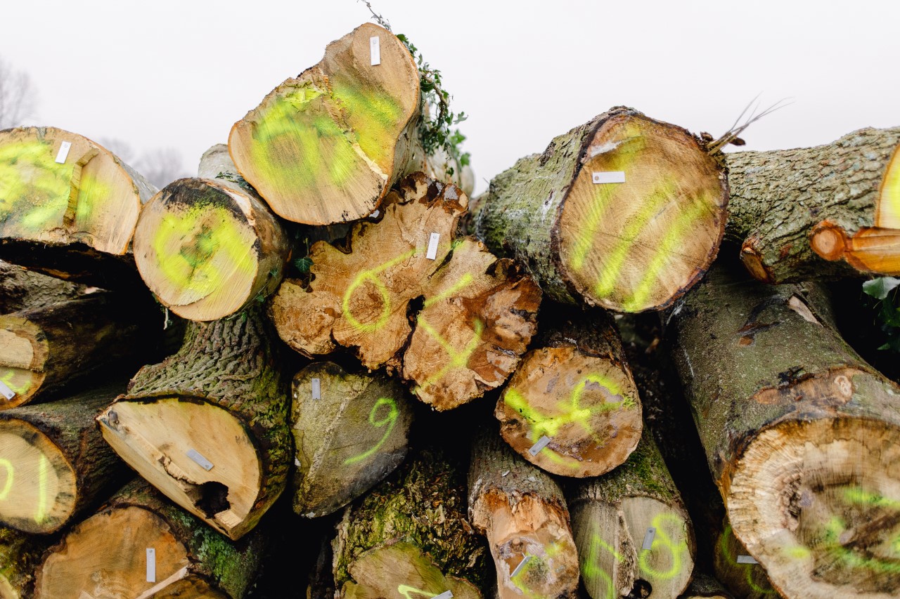 Gemeente biedt gratis onbewerkt hout aan
