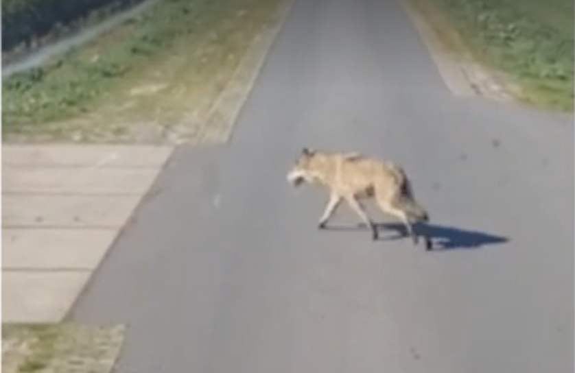Wolf loopt een eindje mee met trekkerrijder