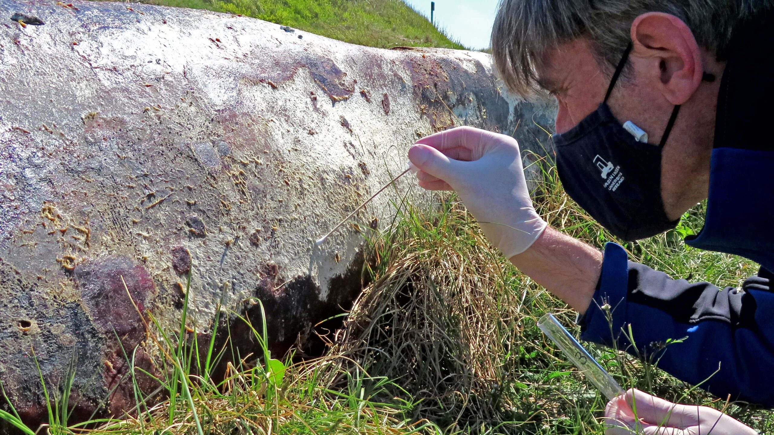 21 nieuwe keversoorten ontdekt op walviskadaver Rottumerplaat