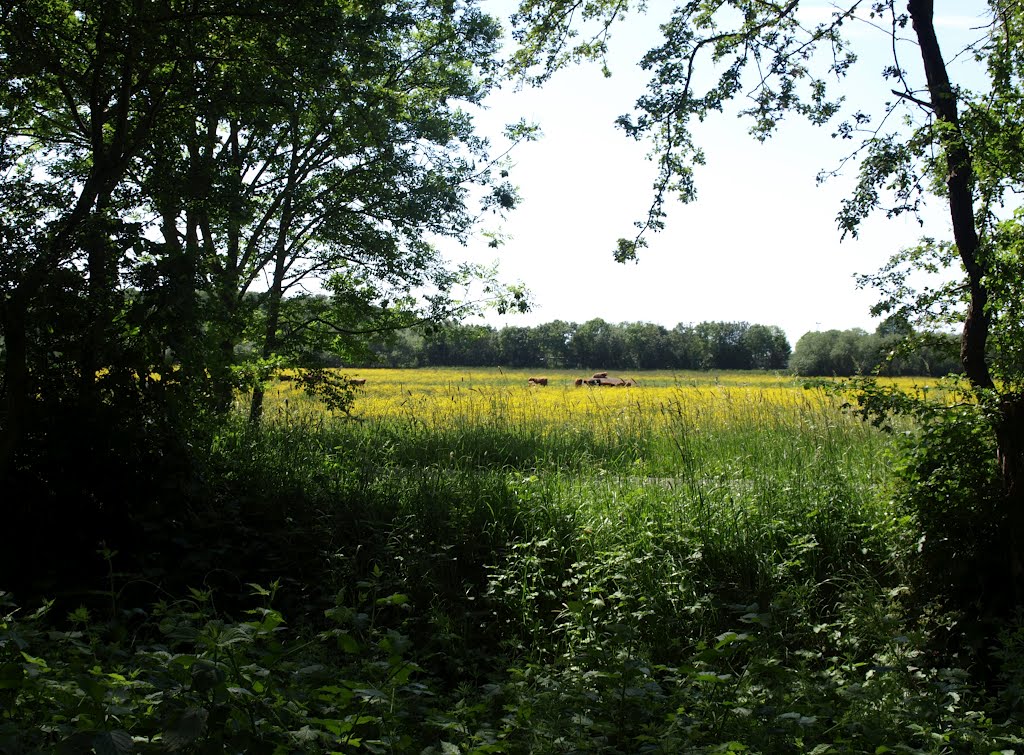 Groene ruimte Esserberg tussen Groningen en Haren : wel of geen sportvelden?