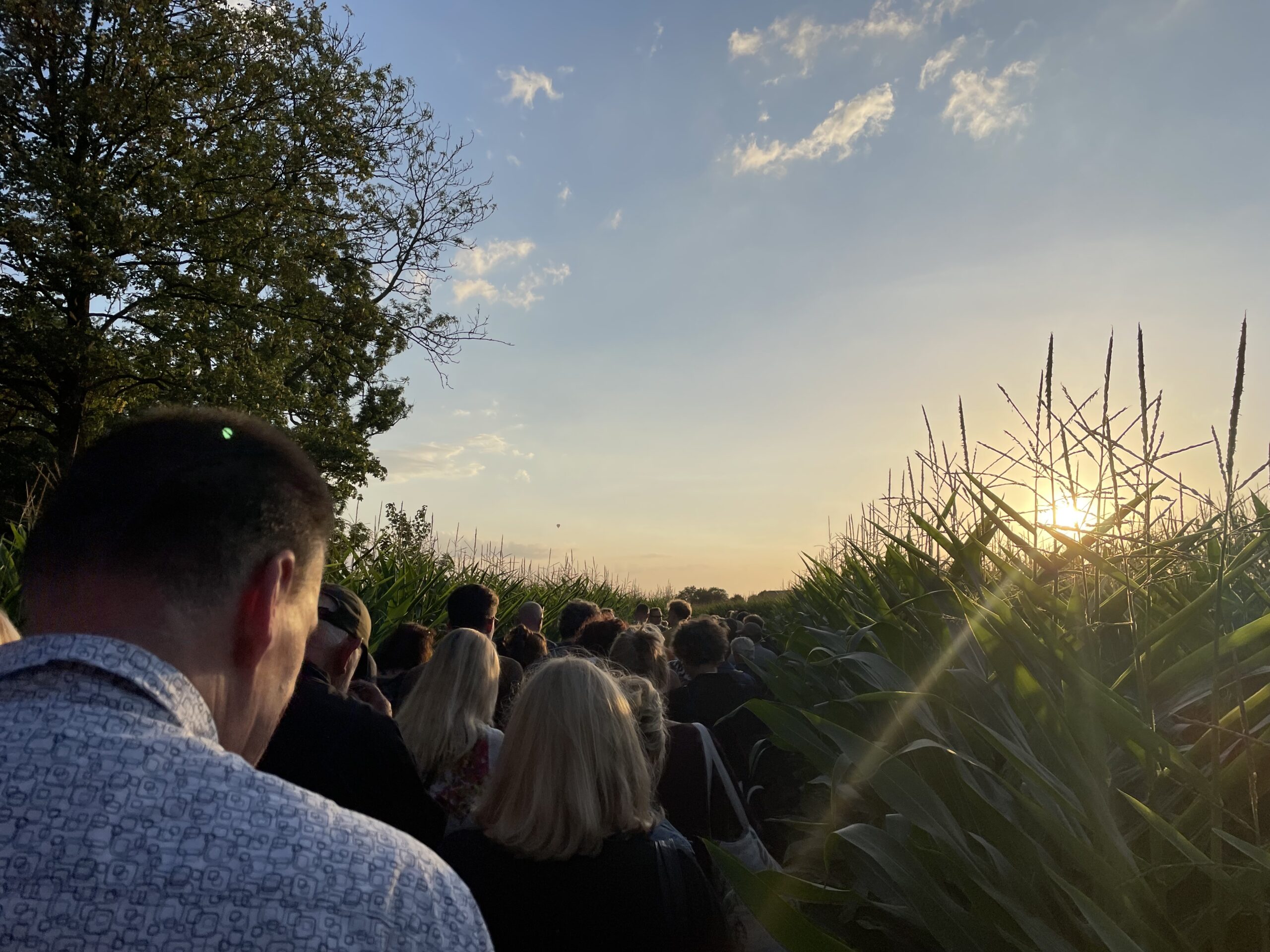 Publiek onderweg naar de tribune. In het maisveld stond hennep, en tot grote schik van sommigen lagen er ook hoofden.