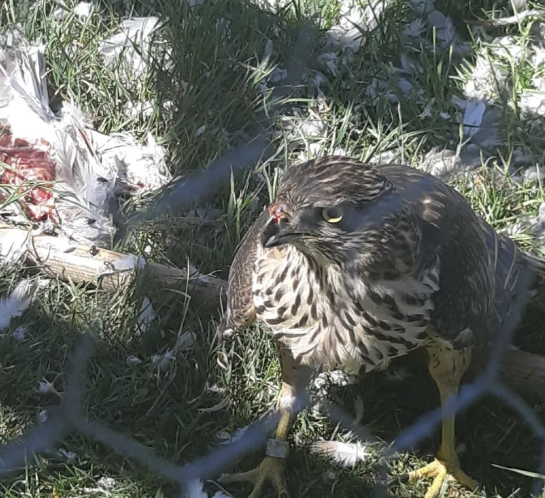 Politie Eemsdelta stuit op buizerd in illegale vangkooi