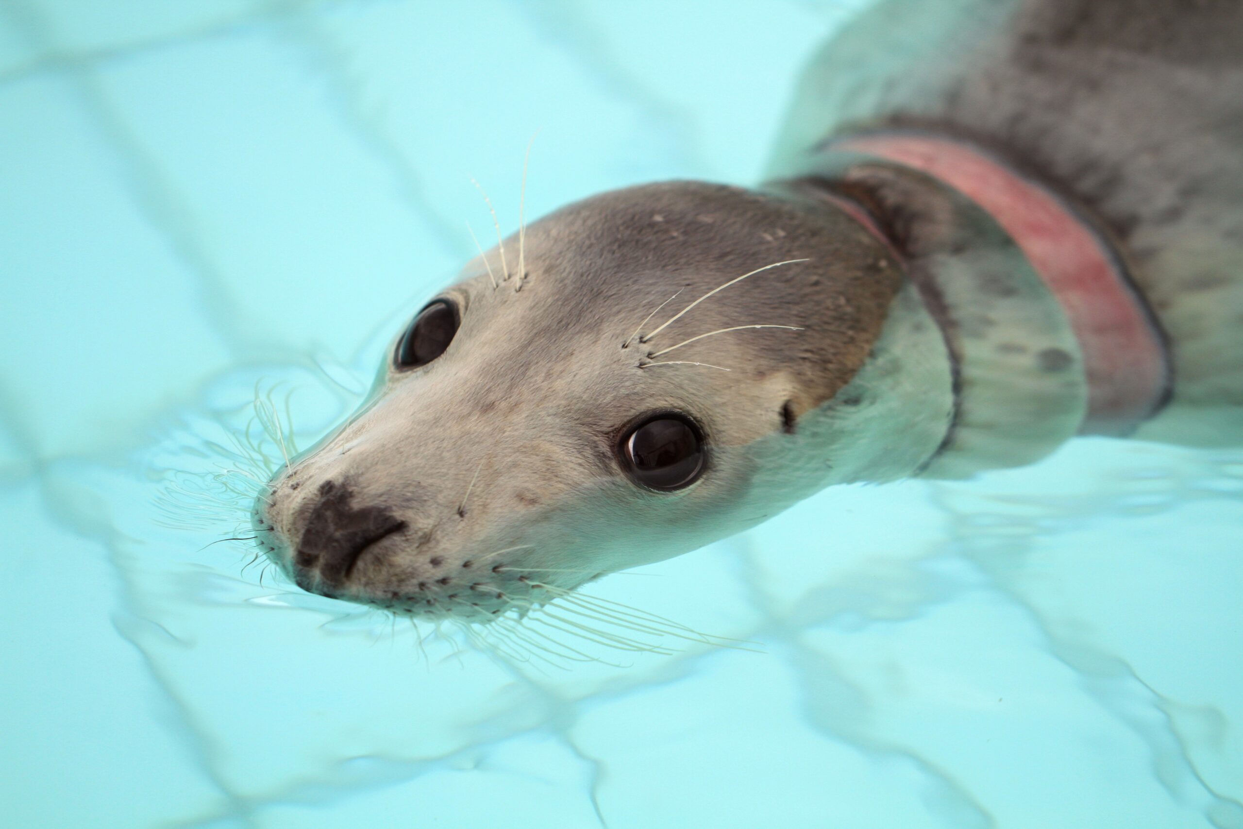 Steeds meer zeehonden verstrikt in afval