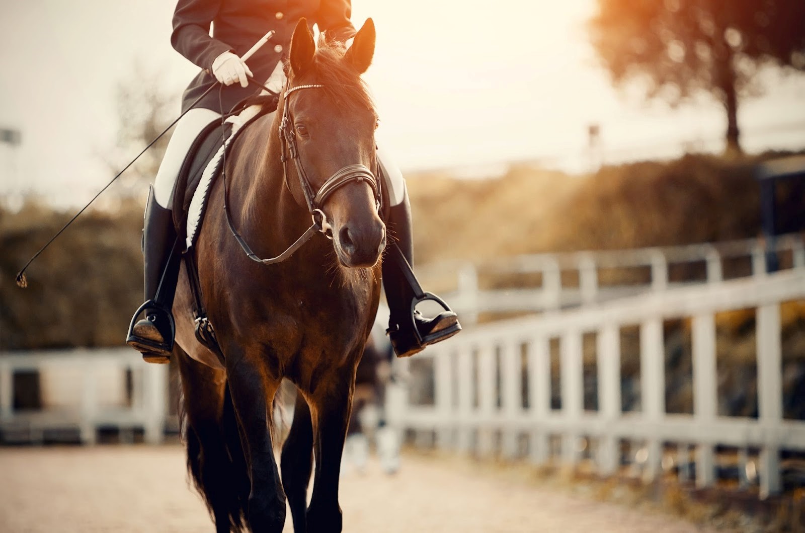 Alles wat je moet weten over het werken met paarden